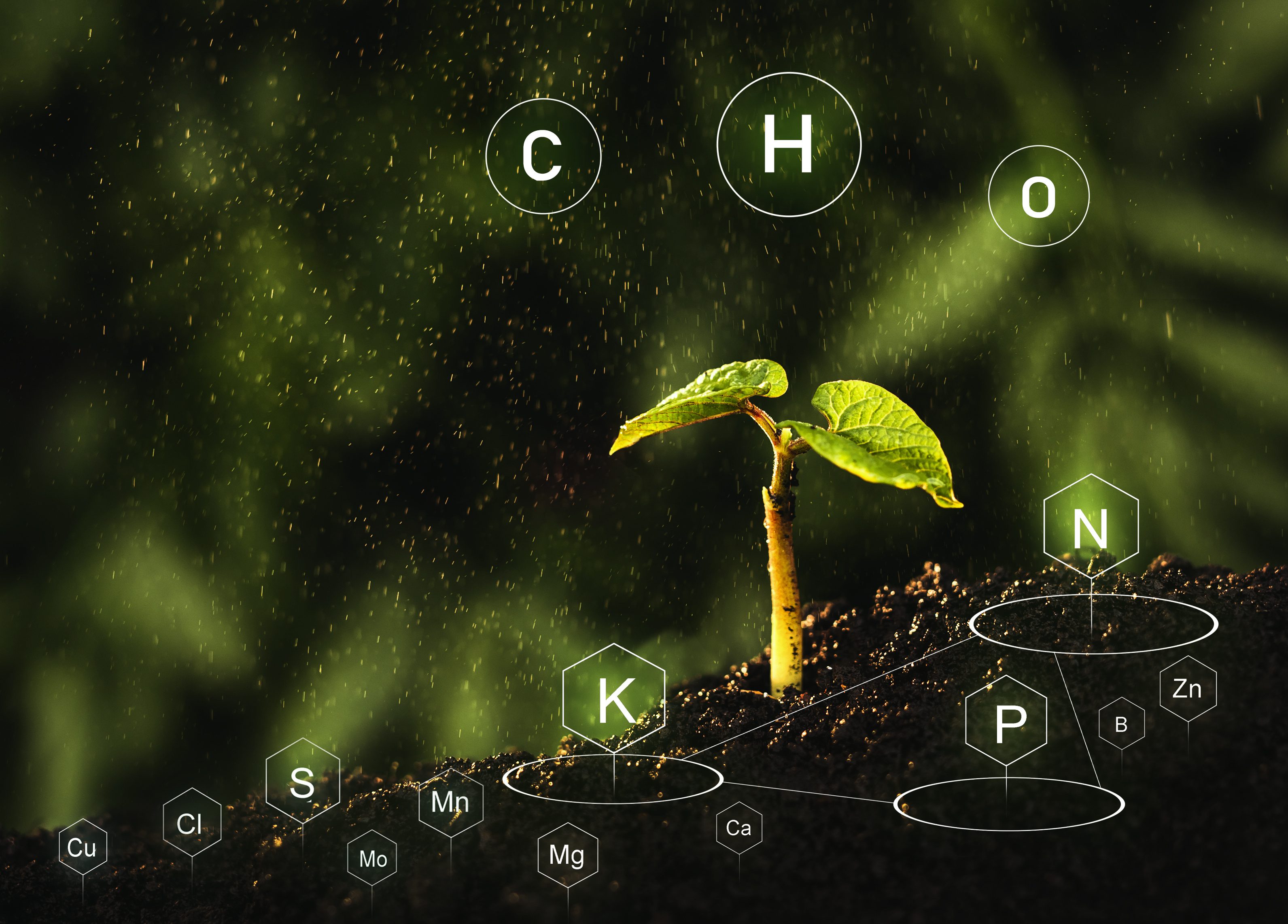 Cómo elegir el fertilizante ideal para cada cultivo